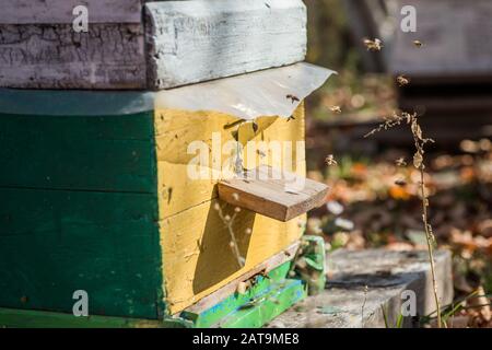 Von den Bienenstock-Entrancebees kriechen sich heraus. Die Bienen kehren nach der Honigströmung in den Bienenstock zurück. Bienenstöcke in einem kleinen privaten Apiarengarten. Experimenteller Apiar Stockfoto