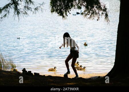 Teenager-Mädchen in Silhouette klammert am Seeufer mit Enten im Wasser, umrahmt von Baum und Ästen. Stockfoto