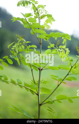 Schwarze Heuschrecke - falsche Akazie, Robinie Pseudoacacia Baum Stockfoto