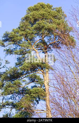 Pinienbaum (Pinus pinea) Stockfoto