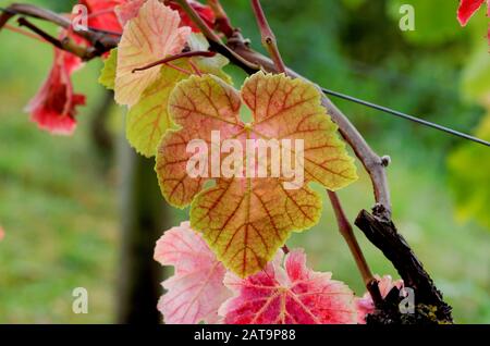 Vitis vinifera Herbstblatt einer gemeinen Weinrebe im rheintal bei königswinter Stockfoto