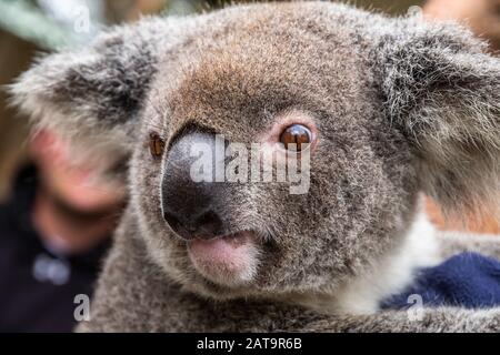 Nahaufnahme eines australischen Koalas, Phascolarctos cinereus Stockfoto