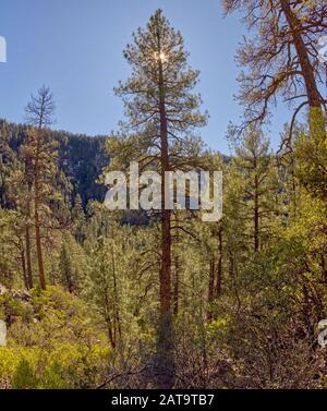 Vertikales Panorama eines Ponderosa Pine Forest vom Telephone Trail nördlich von Sedona Arizona, das von der Nachmittagssonne beleuchtet wird. Stockfoto