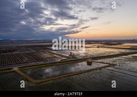 Luftaufnahme von Reisfeldern, Scharen von Vögeln und landwirtschaftlichen Maschinen bei Sonnenuntergang auf See Albufera. Comunidad Valenciana Stockfoto