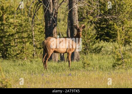 Young Bull Elk In Der Nähe Von Stanley, Idaho Stockfoto