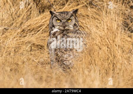 Große Horned Eule auf dem Boden Stockfoto