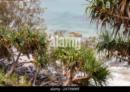 Pandanus- oder Pinienpalmen am Strand von Wategos in Byron Bay, New South Wales, Australien Stockfoto