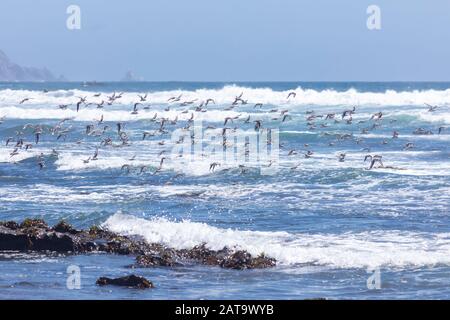 Tausende Vögel fliegen mit hoher Geschwindigkeit vor dem Meer an der chilenischen Küste. Eine erstaunliche Schar von Vögeln, die über das Wasser und den Strand fliegen Stockfoto