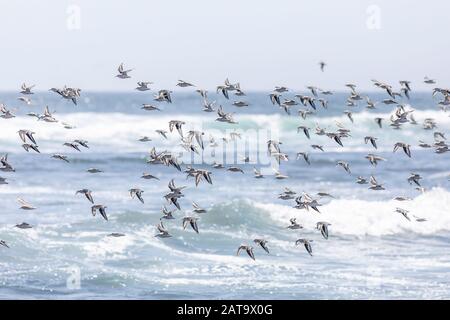 Tausende Vögel fliegen mit hoher Geschwindigkeit vor dem Meer an der chilenischen Küste. Eine erstaunliche Schar von Vögeln, die ein wildes Lebensmuster ausgeschnitten Stockfoto