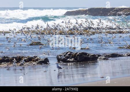 Tausende Vögel fliegen mit hoher Geschwindigkeit vor dem Meer an der chilenischen Küste. Eine erstaunliche Schar von Vögeln, die über das Wasser und den Strand fliegen Stockfoto