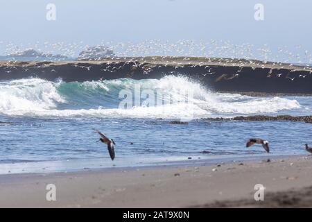 Tausende Vögel fliegen mit hoher Geschwindigkeit vor dem Meer an der chilenischen Küste. Eine erstaunliche Schar von Vögeln, die über das Wasser und den Strand fliegen Stockfoto