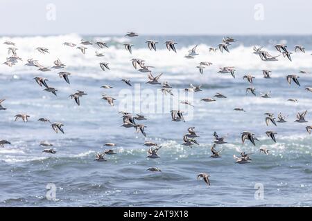 Tausende Vögel fliegen mit hoher Geschwindigkeit vor dem Meer an der chilenischen Küste. Eine erstaunliche Schar von Vögeln, die ein wildes Lebensmuster ausgeschnitten Stockfoto