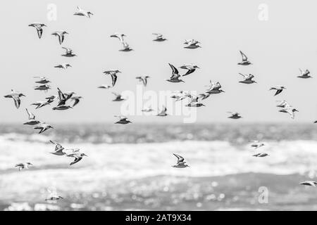 Tausende Vögel fliegen mit hoher Geschwindigkeit vor dem Meer an der chilenischen Küste. Eine erstaunliche Schar von Vögeln, die ein wildes Lebensmuster ausgeschnitten Stockfoto