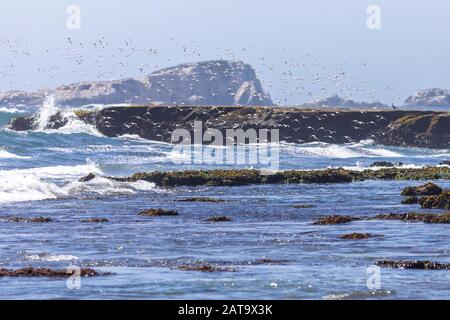 Tausende Vögel fliegen mit hoher Geschwindigkeit vor dem Meer an der chilenischen Küste. Eine erstaunliche Schar von Vögeln, die über das Wasser und den Strand fliegen Stockfoto