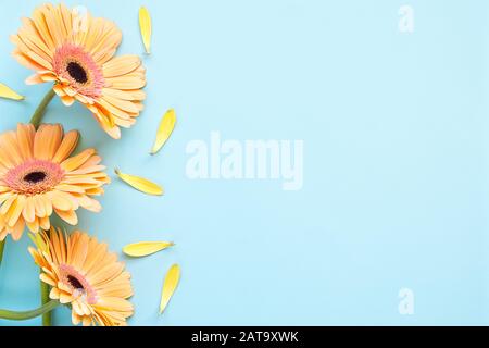 Pastellorange Gerbera blüht auf hellblauem Hintergrund, Draufsicht mit Kopierbereich Stockfoto