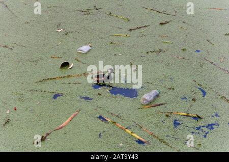 Hauptstadt Federal, Buenos Aires/Argentinien; 31. Juli 2015: Entenschwimmen unter Plastikmüll, im ökologischen Reservat Costanera Sur Stockfoto