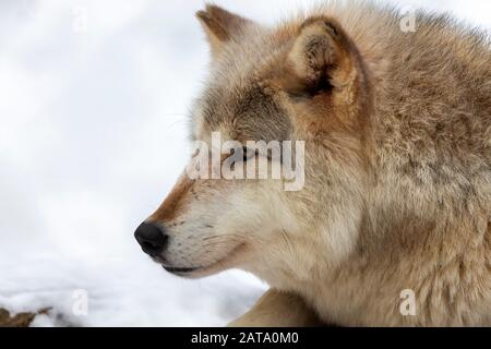 Grauwolf (Canis lupus) auch in Nordamerika als Holzwolf im Winter bekannt. Stockfoto