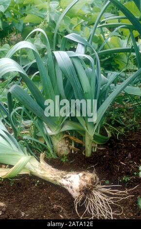 LAUCH GROWING (ALLIUM AMPELOPRASUM) PORRUM GROUP. AUCH BEKANNT ALS ELEFANTENBLAUCH ODER BREITBLÄTTRIGE WILDLEEKS. Stockfoto