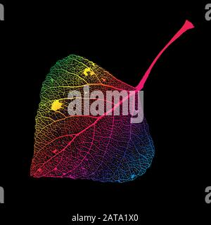 Vektor Pappel Blatt Struktur Skelette mit Adern Stock Vektor