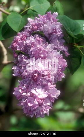 NAHAUFNAHME DER BLÜTEN AN EINEM FLIEDERBAUM (SYRINGA VULGARIS) ENGLAND. Stockfoto