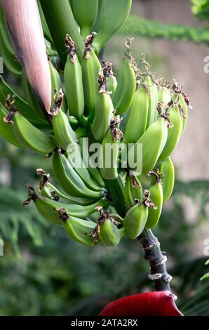 Bananen, die in einem Haufen noch grün wachsen Stockfoto