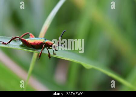 Ein metallfarbener Juwelenkäfer aus der Familie buprestidae, der auf einem Elefantengras krabbelt. Sagra femorata. Surakarta, Indonesien. Stockfoto