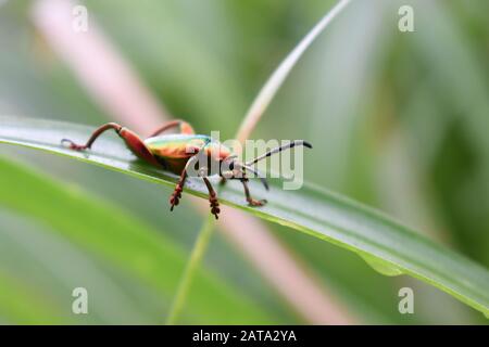 Ein metallfarbener Juwelenkäfer aus der Familie buprestidae, der auf einem Elefantengras krabbelt. Sagra femorata. Surakarta, Indonesien. Stockfoto