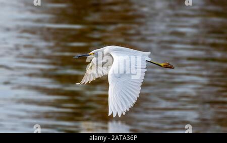 Kleiner Egret (Egreta thula), der über den Balboa Lake CA USA fliegt Stockfoto