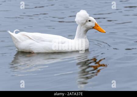 White Crested Duck (Anas platyrhynchos domestcus) Schwimmen im Balboa Lake CA USA Stockfoto