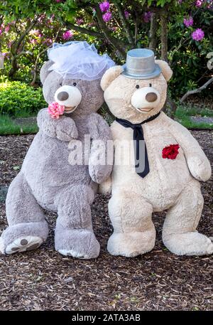 Lange Portrait eines Teddybärenpaares, das bereit ist zu heiraten, und in Hochzeitsfinerie gekleidet Stockfoto