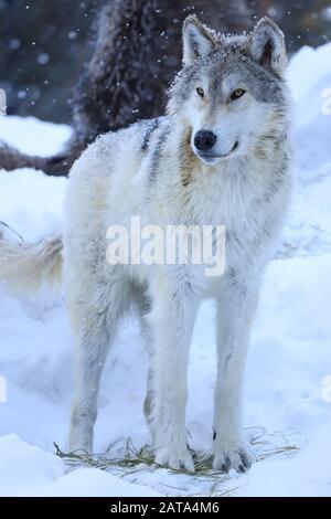Grauer Wolf Hochformat Alarm im fallenden Schnee Stockfoto