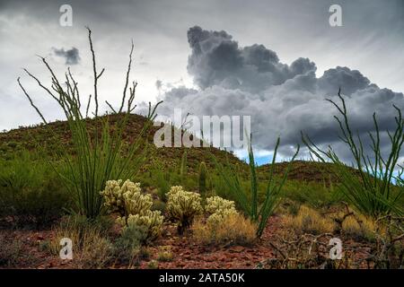 Saguaro-Kaktus (Carnegiea gigantea), Ocotillo-Kaktus und Cholla-Garten unter stürmischem Himmel im Saguaro-Nationalpark, Arizona, USA Stockfoto