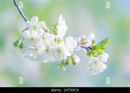 Frühlingszweig der blühenden Kirsche mit weißen Blumen an einem sonnigen Morgen, blau getönt Stockfoto