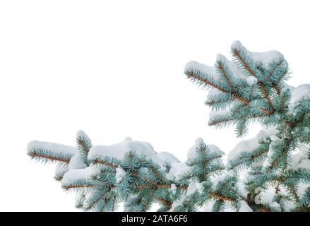 Winterzweige aus Blaufichte mit weißem flaumigem Schnee isoliert auf weißem Grund Stockfoto