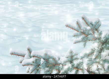 Winterzweige aus Blaufichte mit weißem flaumigem Schnee isoliert auf weißem Grund Stockfoto