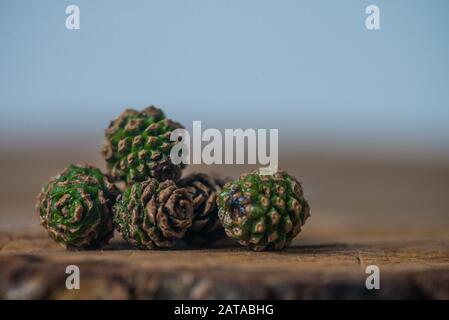 Kiefernkegel. Kiefernknospen. Marmelade junger grüner Kiefernzapfen in einem Glasbecher. Draufsicht. Stockfoto