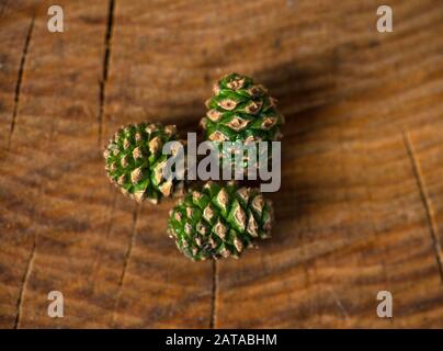 Kiefernkegel. Kiefernknospen. Marmelade junger grüner Kiefernzapfen in einem Glasbecher. Draufsicht. Stockfoto