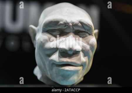 Rekonstruktion des Kopfes des Homo Erectus Adult man. Stockfoto