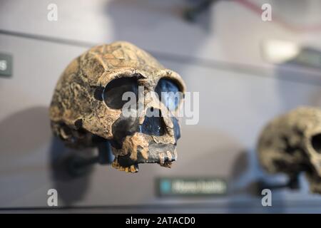 Rekonstruktion eines menschlichen Schädels Prähistorischer Zeit. Stockfoto