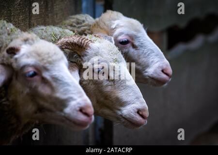 Schaf Heads closeup( Ovis Widder ) Stockfoto
