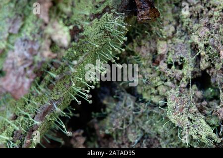 Chaenotheca furfuracea Schwefel Stoppellicht Stockfoto