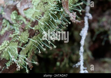 Chaenotheca furfuracea Schwefel Stoppellicht Stockfoto