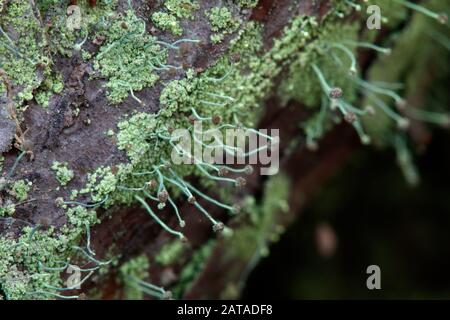 Chaenotheca furfuracea Schwefel Stoppellicht Stockfoto