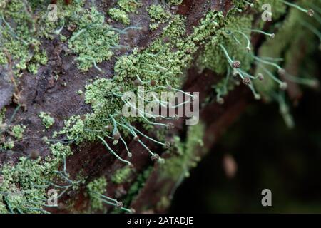 Chaenotheca furfuracea Schwefel Stoppellicht Stockfoto