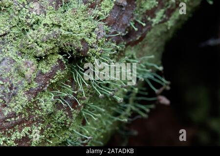 Chaenotheca furfuracea Schwefel Stoppellicht Stockfoto