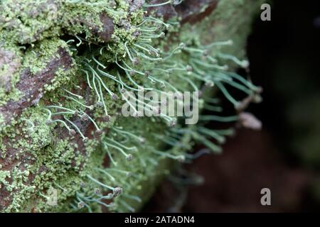 Chaenotheca furfuracea Schwefel Stoppellicht Stockfoto