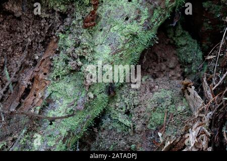 Chaenotheca furfuracea Schwefel Stoppellicht Stockfoto