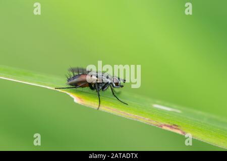 Tachinidfliege (Eriothrix rufomaculata) Stockfoto