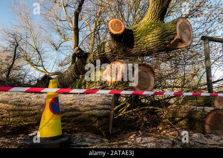 Ein umgestürzter Baum in einem Londoner Park nach einem Sturm Stockfoto