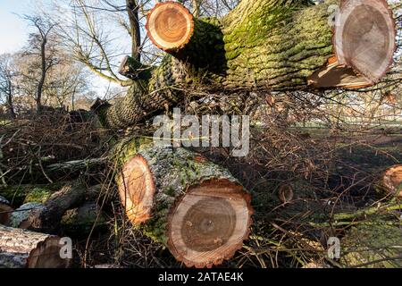 Ein umgestürzter Baum in einem Londoner Park nach einem Sturm Stockfoto